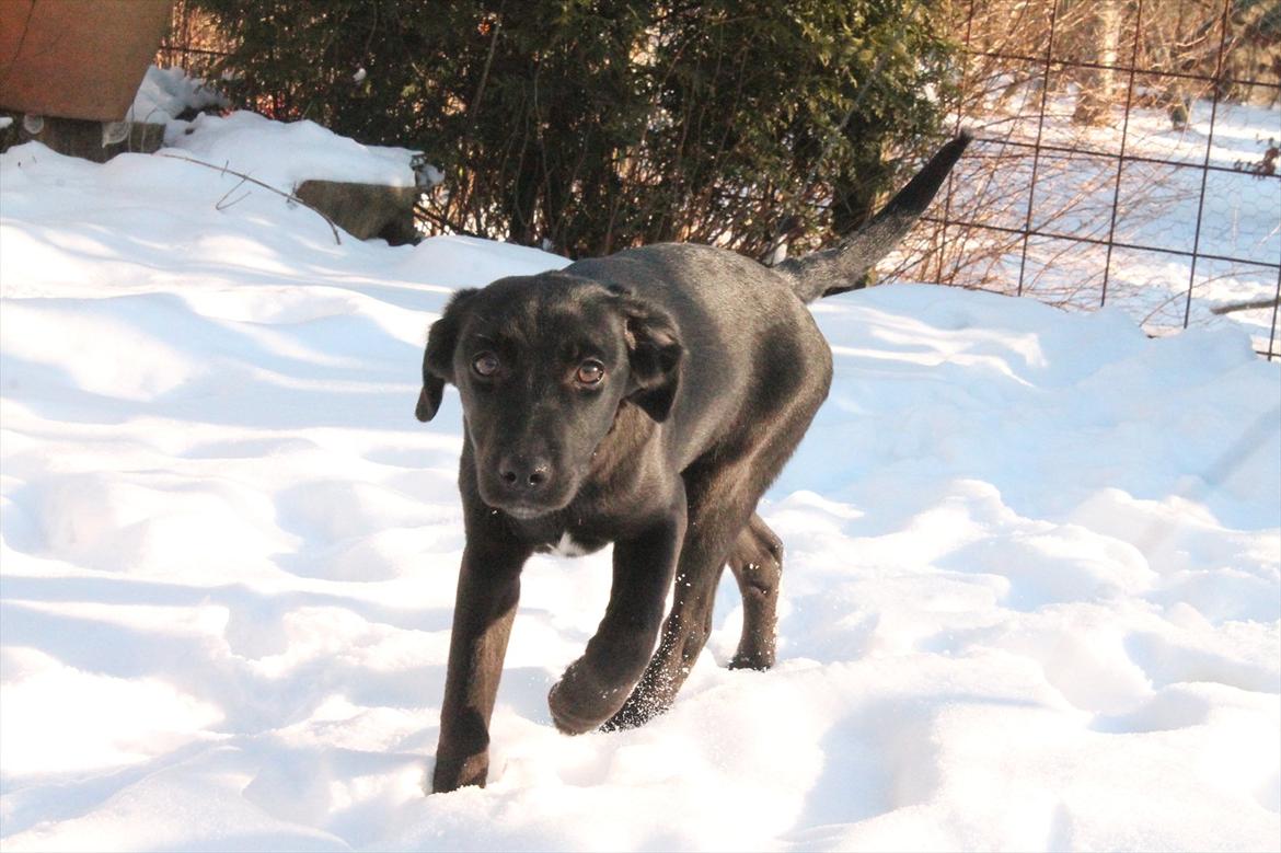 Blanding af racer Addie billede 6