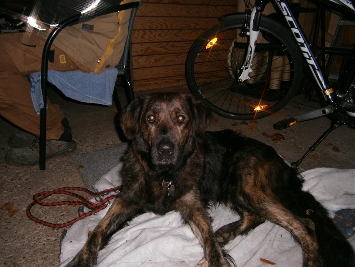 Blanding af racer Dina billede 4