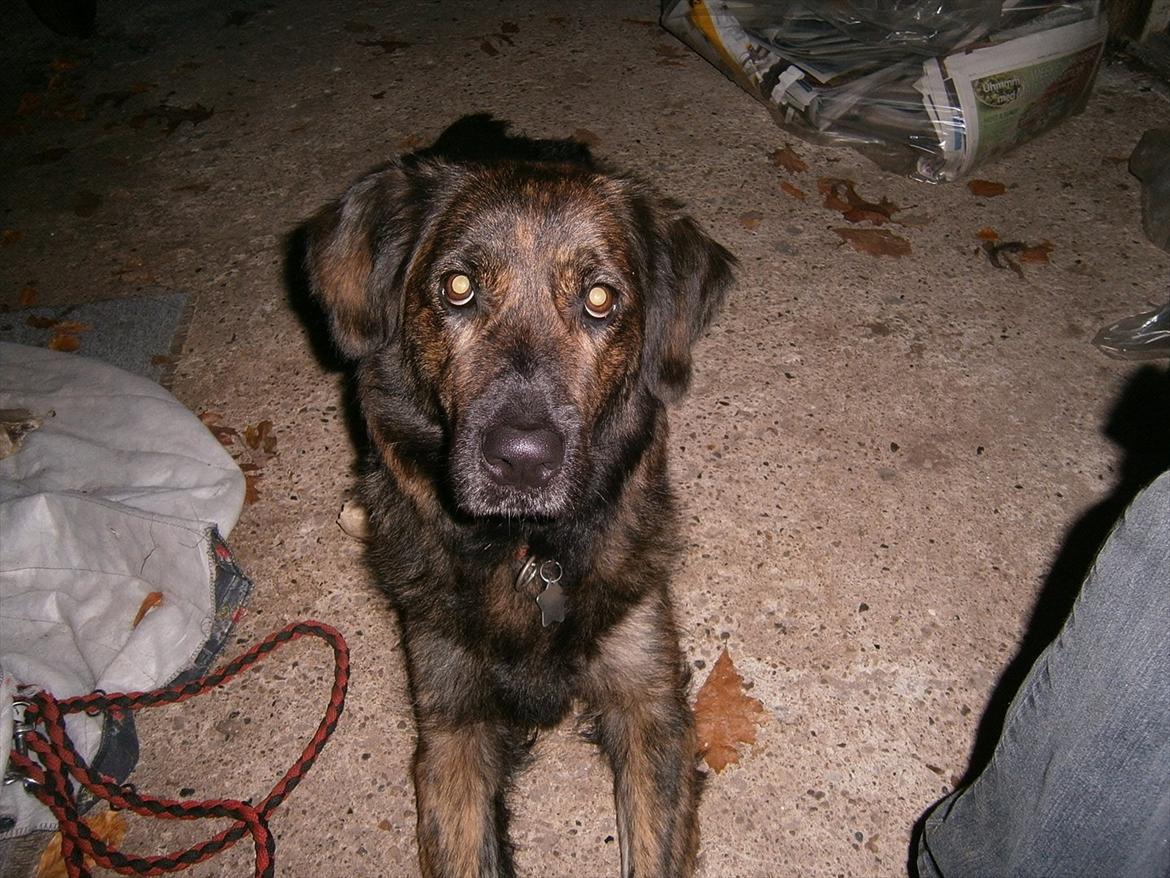 Blanding af racer Dina billede 16