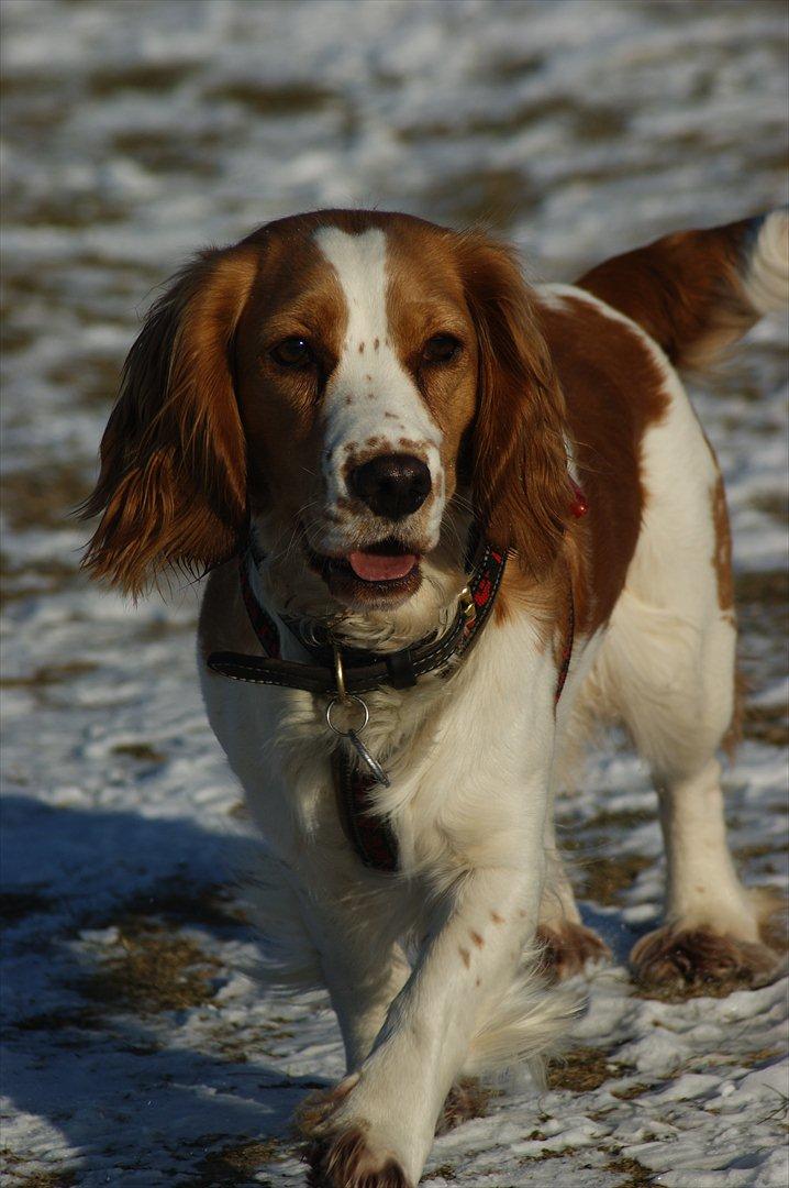 Blanding af racer Bubbi - Billed taget af Nini d. 31-01-2012 billede 2