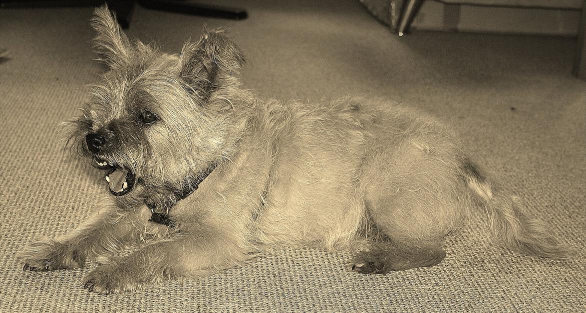 Cairn terrier Terri - 17.
 billede 17