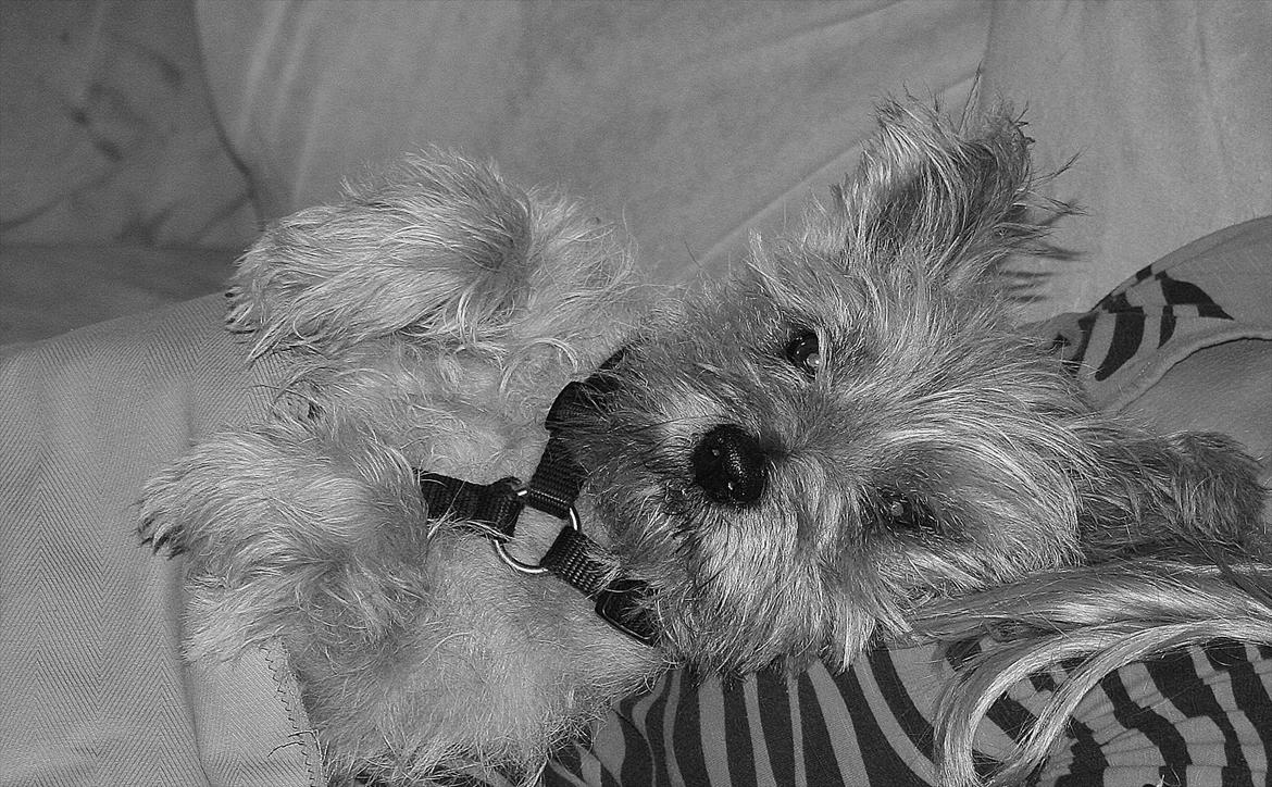 Cairn terrier Terri - 18. billede 18