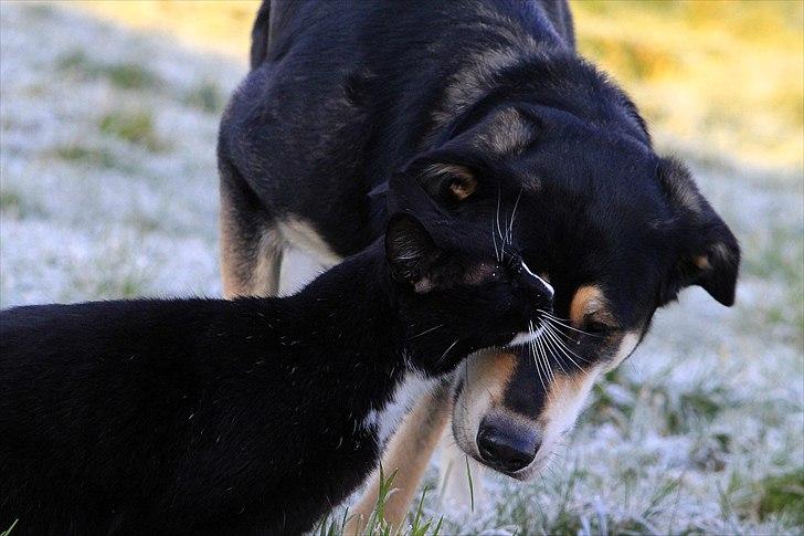 Blanding af racer Akeela - Min bedste ven<3
Billedet er taget af mig. billede 27