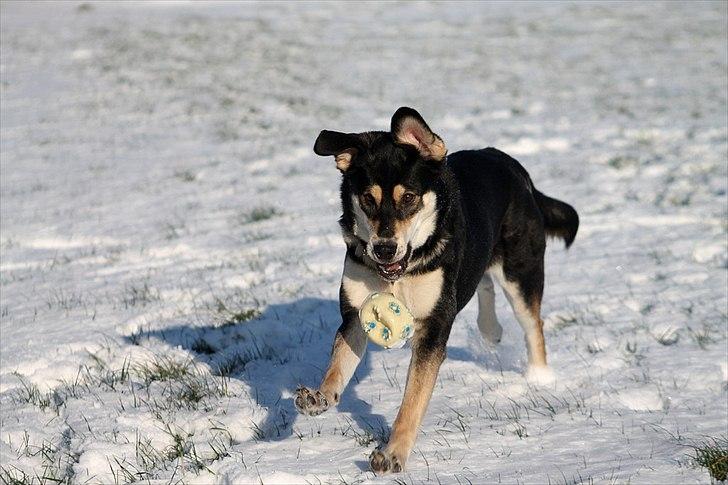 Blanding af racer Akeela - Billedet er taget af mig.
 billede 13