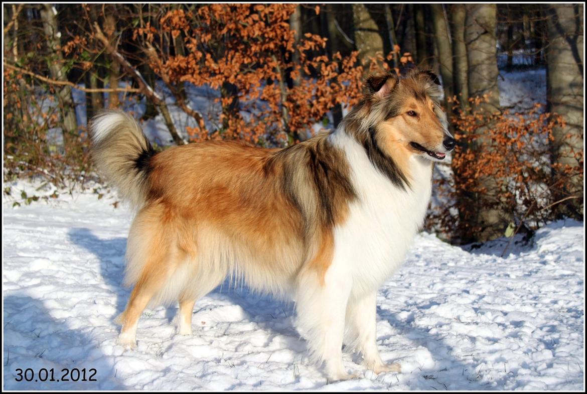 Collie langhåret Ebony Moor´s Adorable Alba - Alba vinteren 2012 billede 7