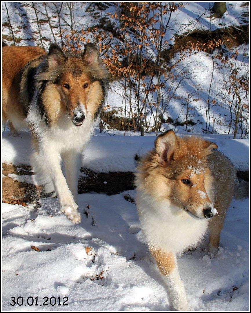 Collie langhåret Ebony Moor´s Adorable Alba billede 19