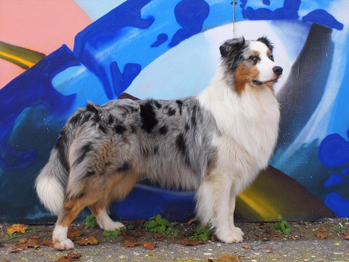 Australian shepherd Koda billede 1