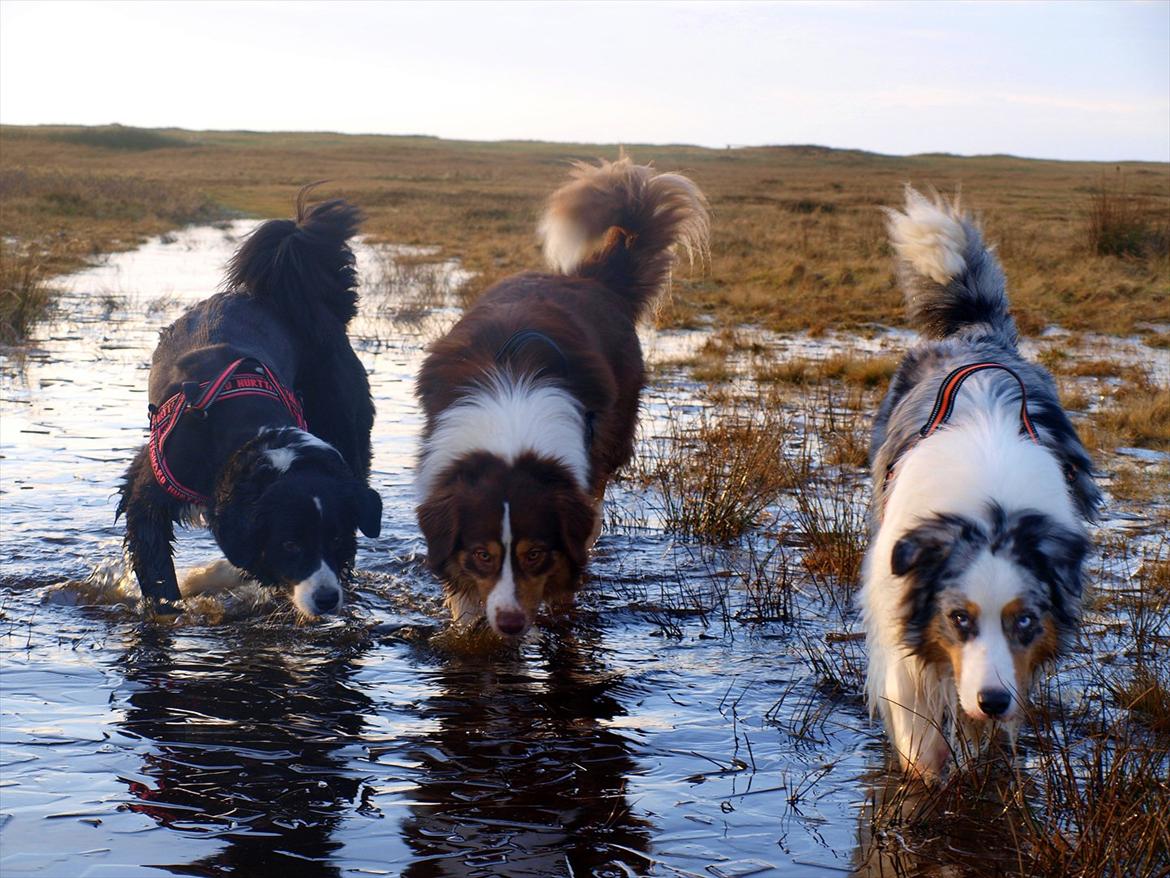 Australian shepherd Koda - Kiki Koda & Kaos billede 2