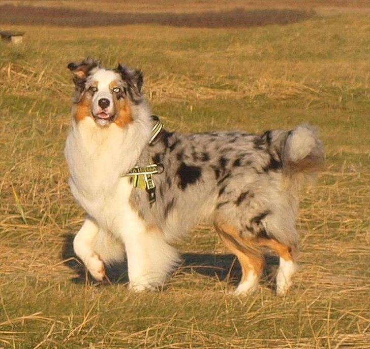 Australian shepherd Koda billede 3