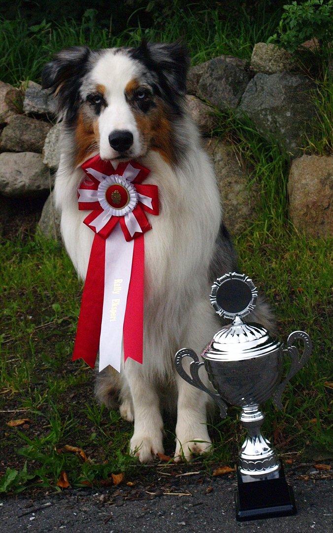 Australian shepherd Koda billede 4