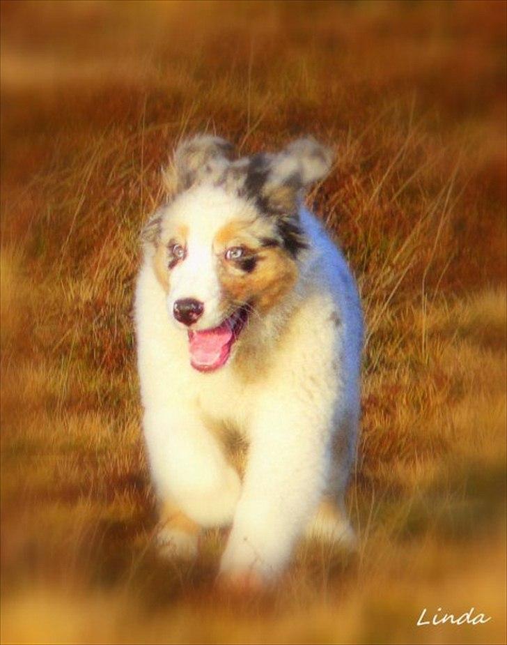 Australian shepherd Koda billede 6