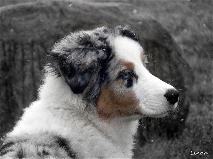 Australian shepherd Koda billede 7