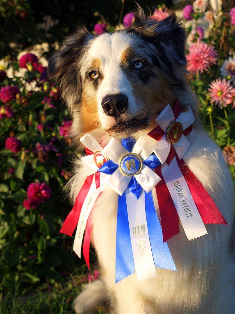 Australian shepherd Koda billede 8