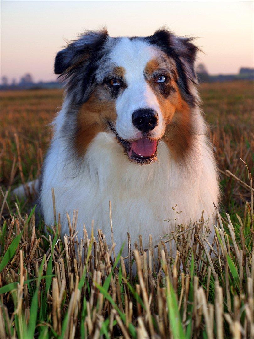 Australian shepherd Koda billede 9