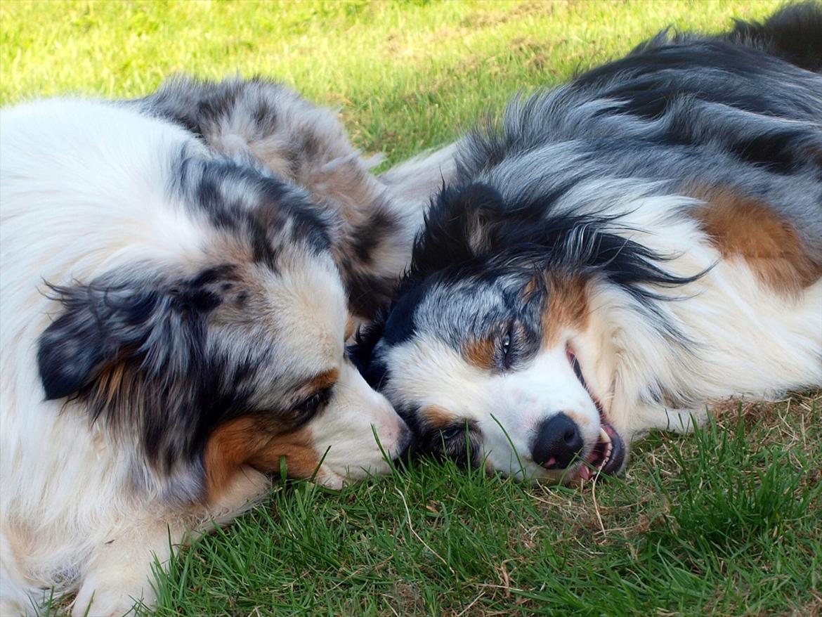 Australian shepherd Koda - koda og hans bedste ven Chivas <3 billede 10