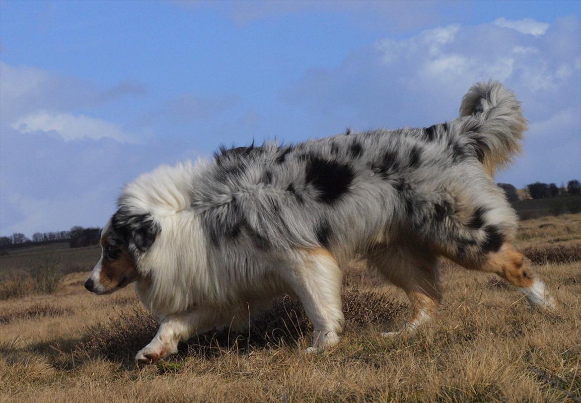 Australian shepherd Koda billede 11