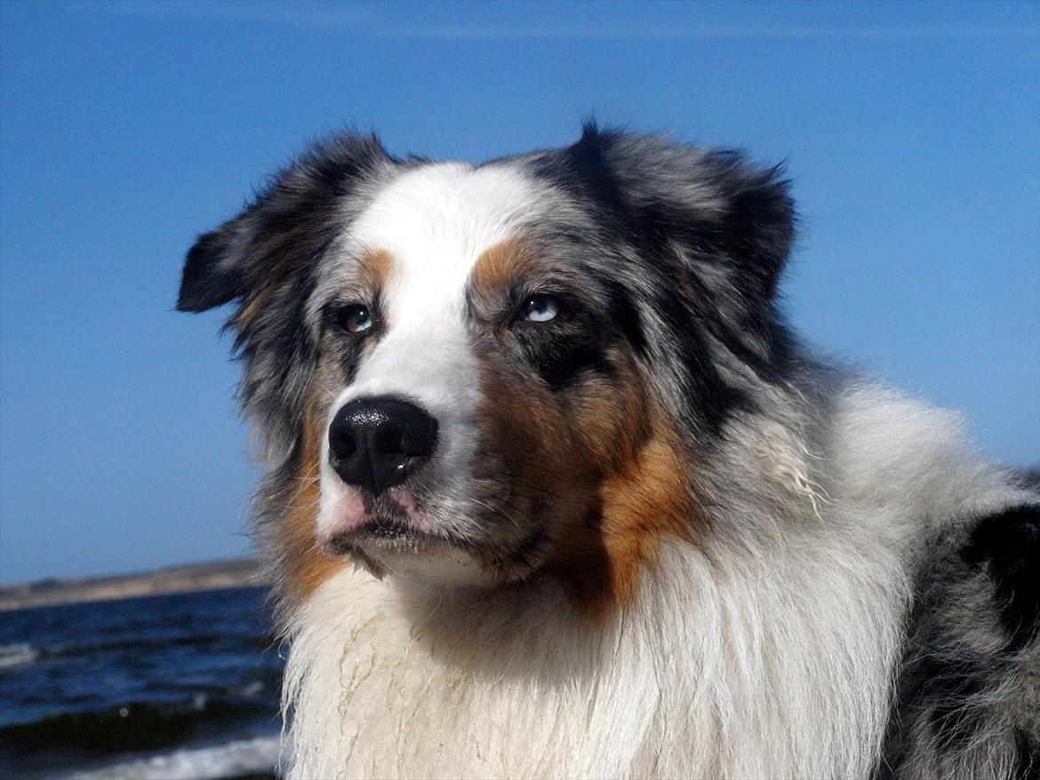 Australian shepherd Koda billede 12