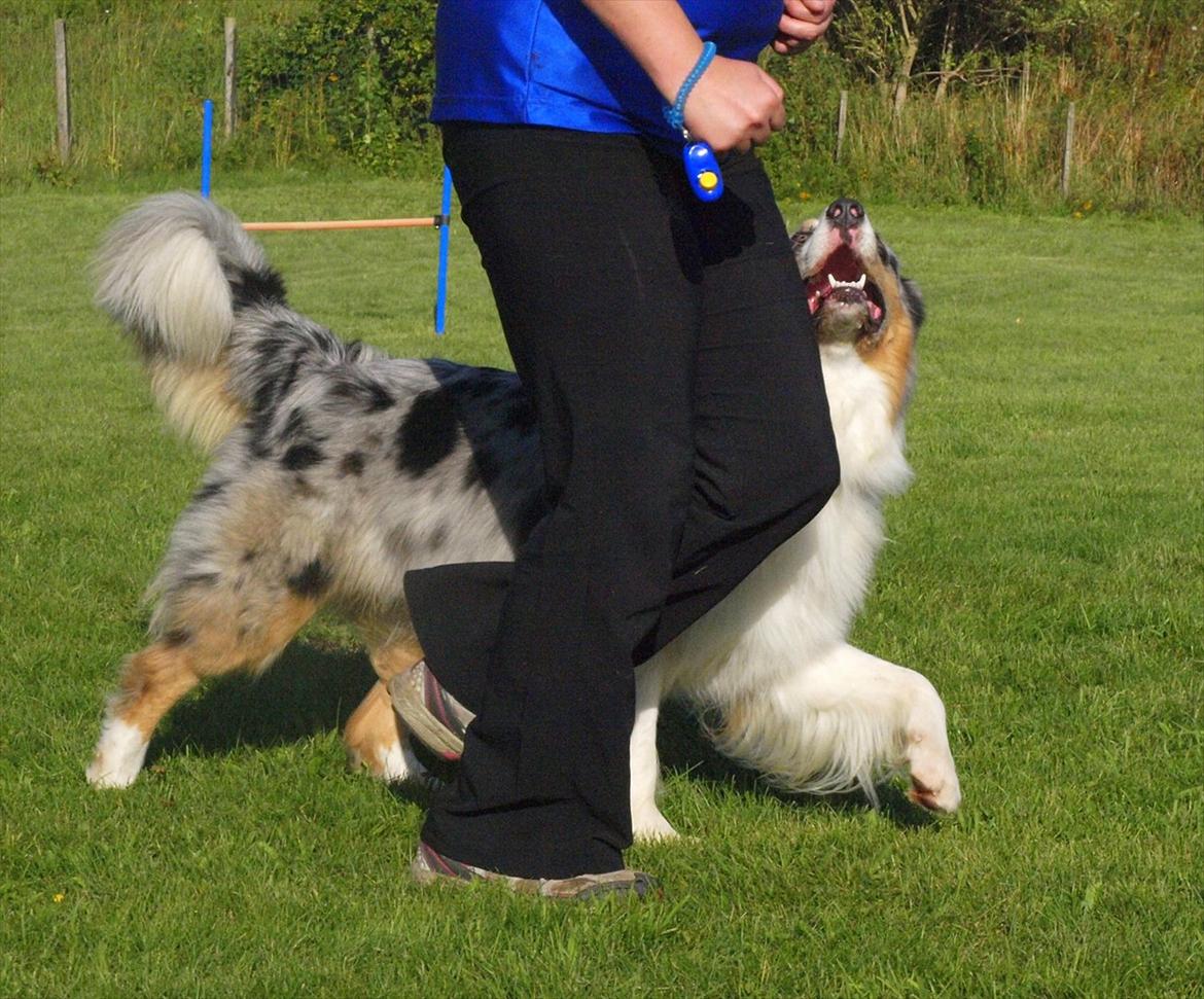 Australian shepherd Koda billede 14