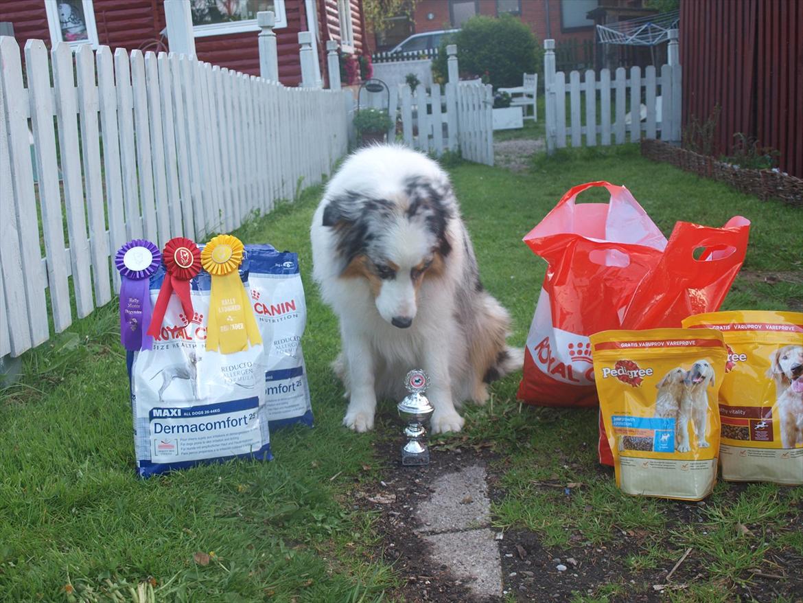 Australian shepherd Koda billede 16