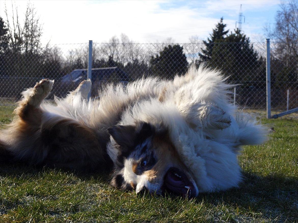 Australian shepherd Koda billede 18