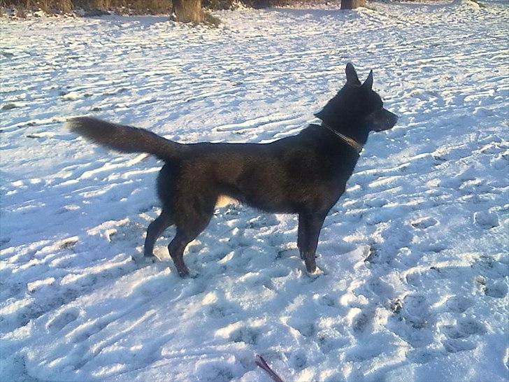 Blanding af racer Chick billede 10