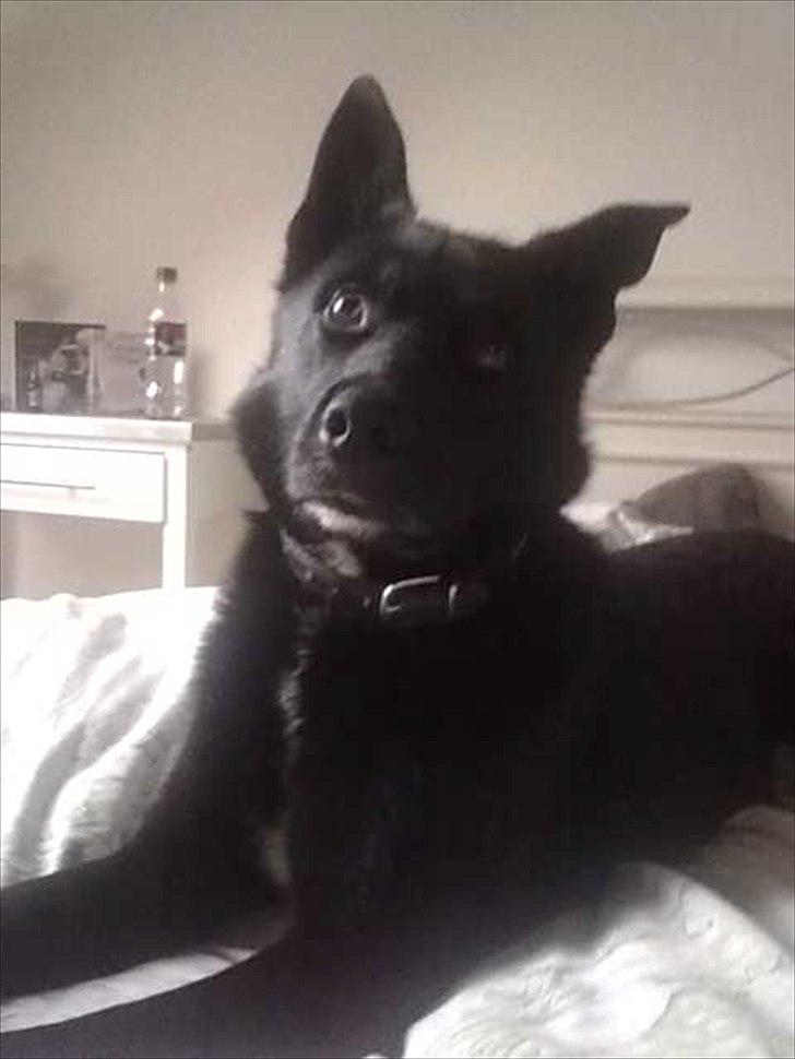 Blanding af racer Chick billede 11