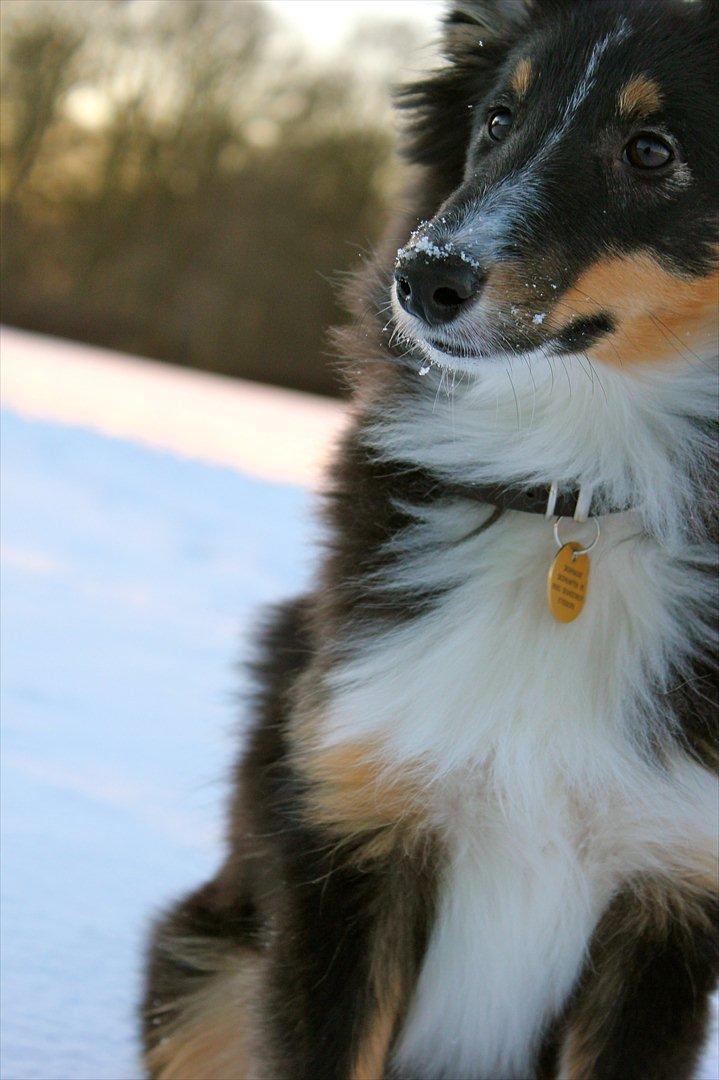 Shetland sheepdog Elverlamshuset's Uno - Uno i sneen 2012 billede 7