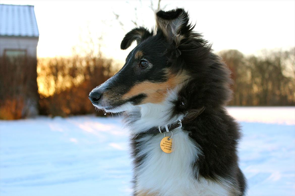 Shetland sheepdog Elverlamshuset's Uno - Uno i sneen 2012 billede 8