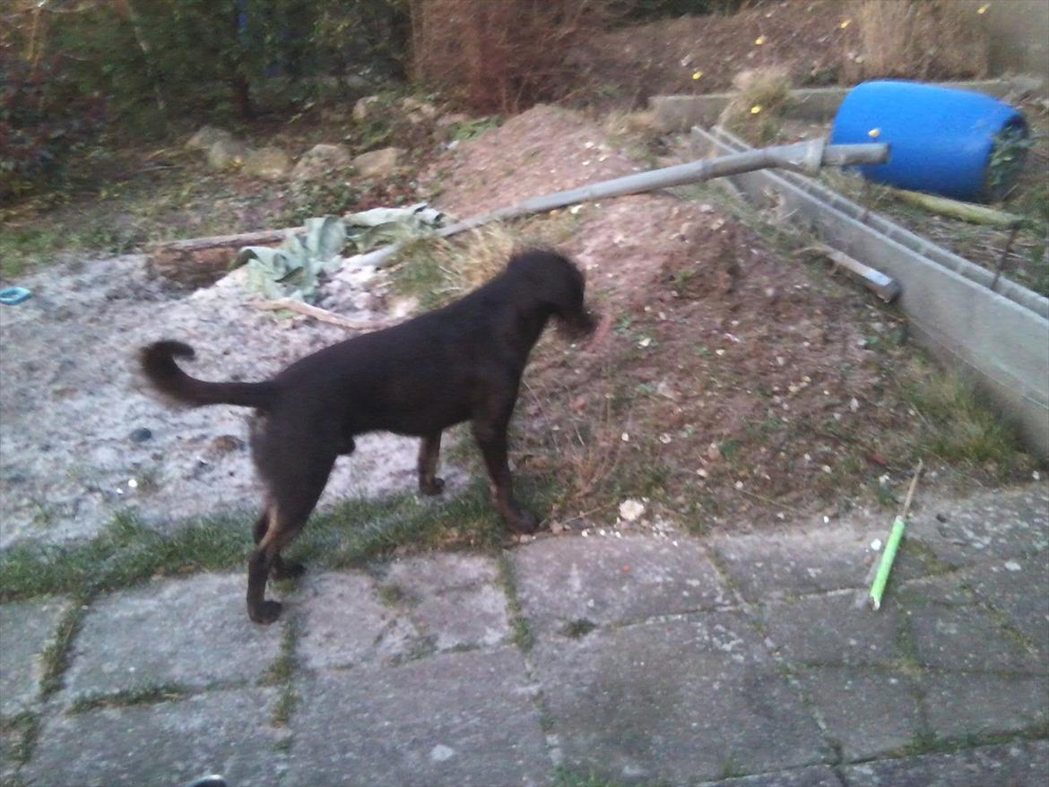 Blanding af racer Boss <333 - Udenfor: boss i haven i gang med at finde et ef de 200 ben han har gravet ned :-) billede 5