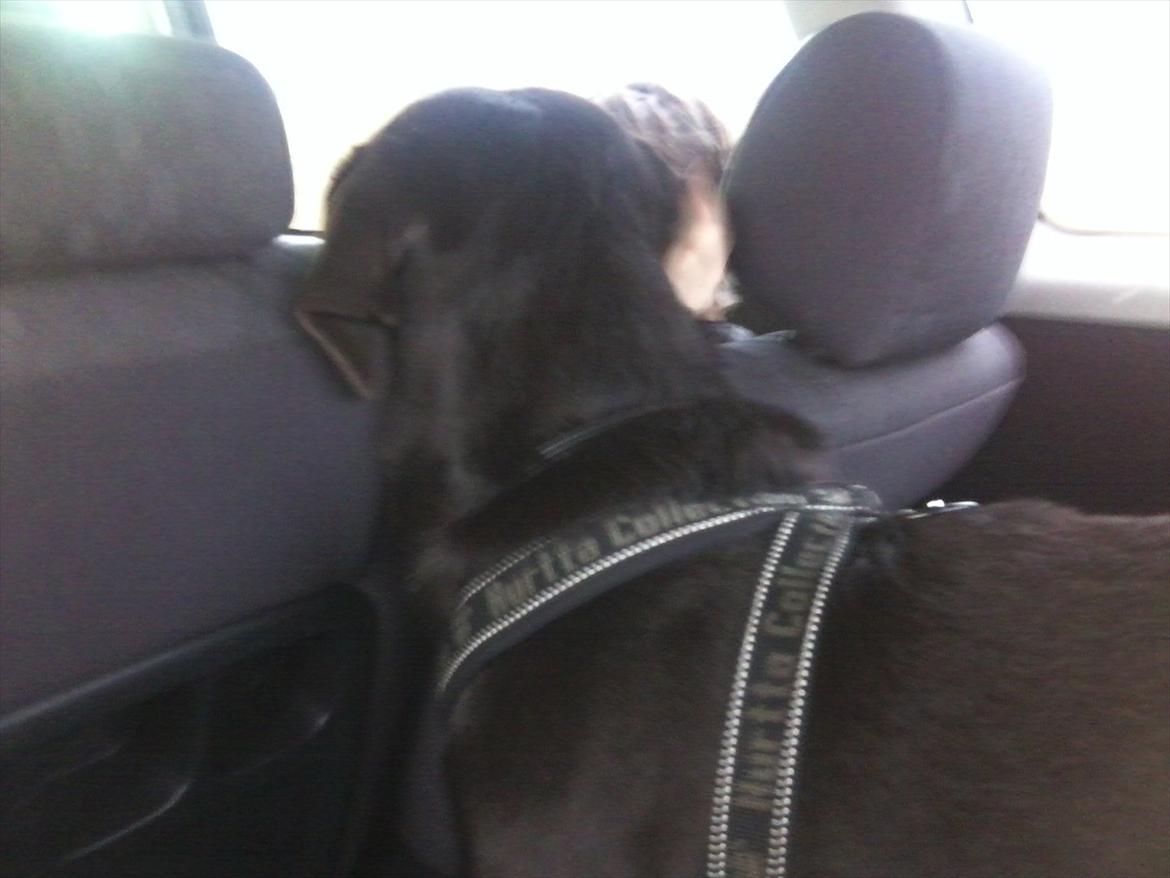 Blanding af racer Boss <333 - I bilen vi var på vej over til min bedstemor :-)  billede 6