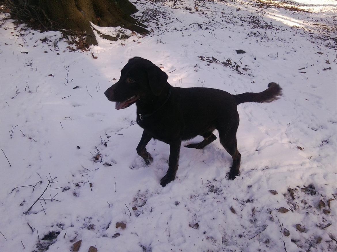 Blanding af racer Boss <333 - Boss i skoven MED SNEEEEEEEEEEE ! <333 billede 7