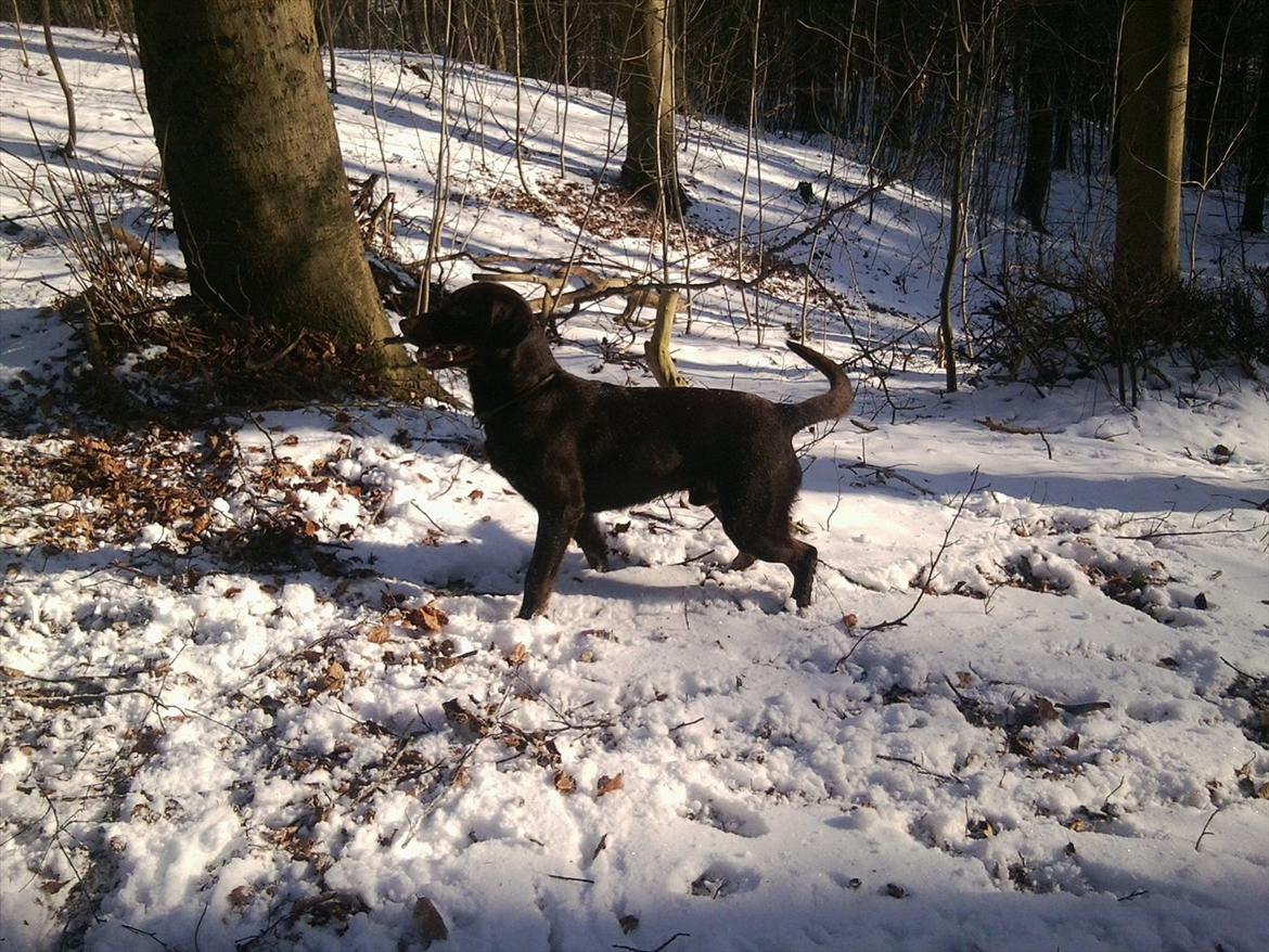 Blanding af racer Boss <333 - SNEBOLDKAMP med Boss <3 billede 8