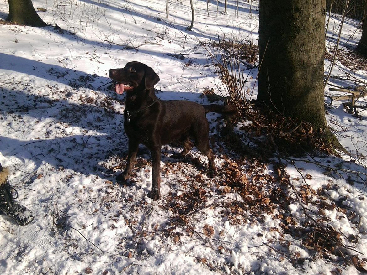 Blanding af racer Boss <333 - Sol sne hvad ellers har man brug for. LUKSUS :-) billede 9