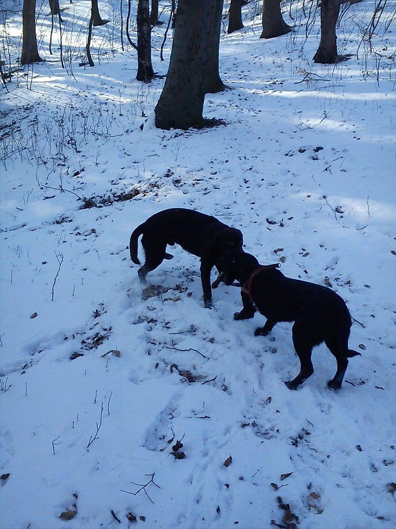 Blanding af racer Boss <333 - Boss og Tulle der leger i en vinterdag billede 10