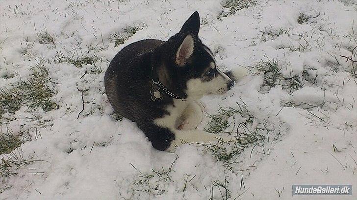 Siberian husky Sov sødt lille Noah <3 R.I.P billede 1