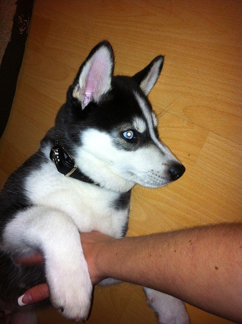 Siberian husky Sov sødt lille Noah <3 R.I.P billede 3