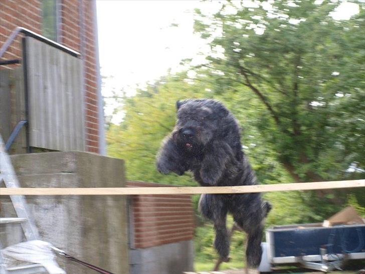 Bouvier des flandres Aurikels ulysses (charlie) billede 5