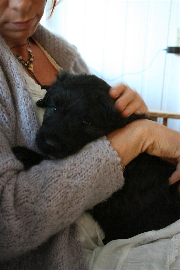 Bouvier des flandres Aurikels ulysses (charlie) billede 6