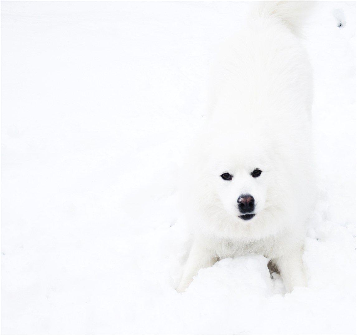 Samojedhund Chiko - Find Chiko billede 20