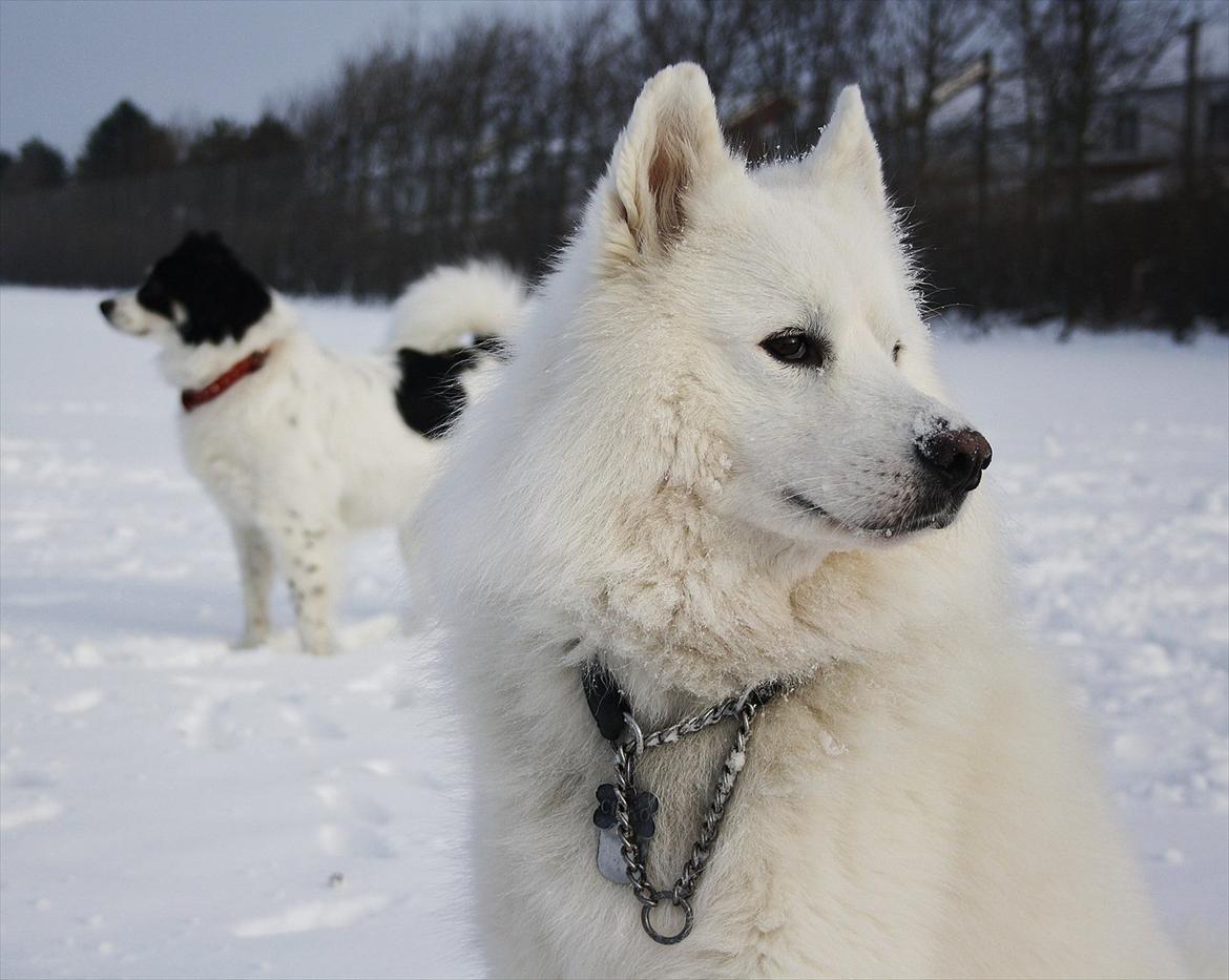 Samojedhund Chiko billede 1