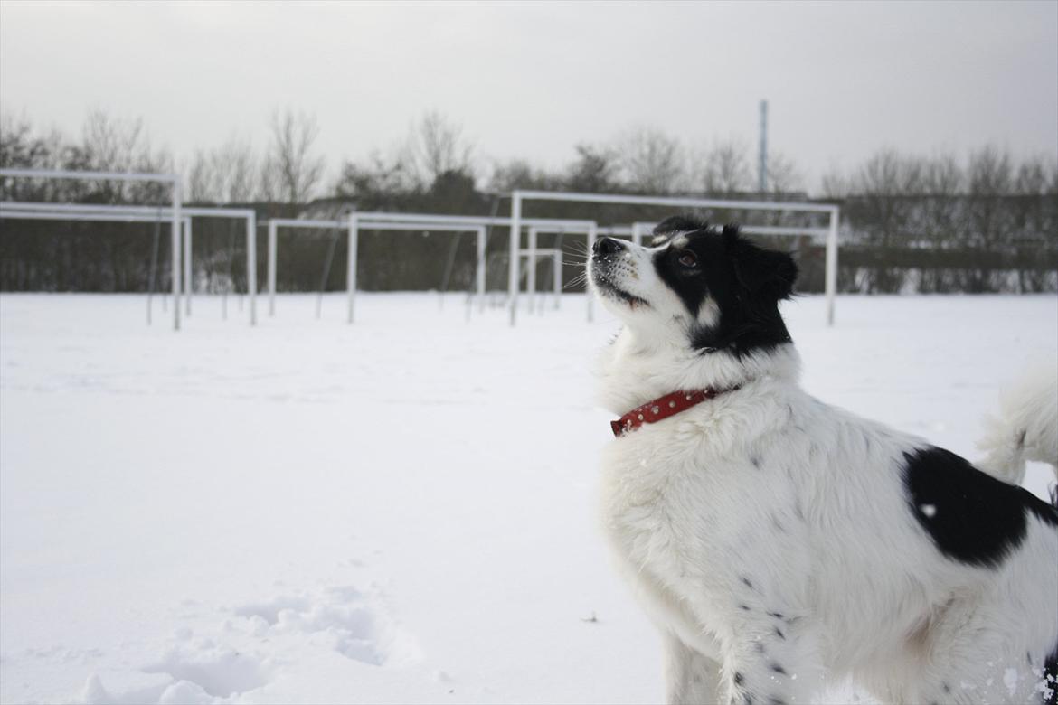 Blanding af racer Samojed/DSG Bella billede 14