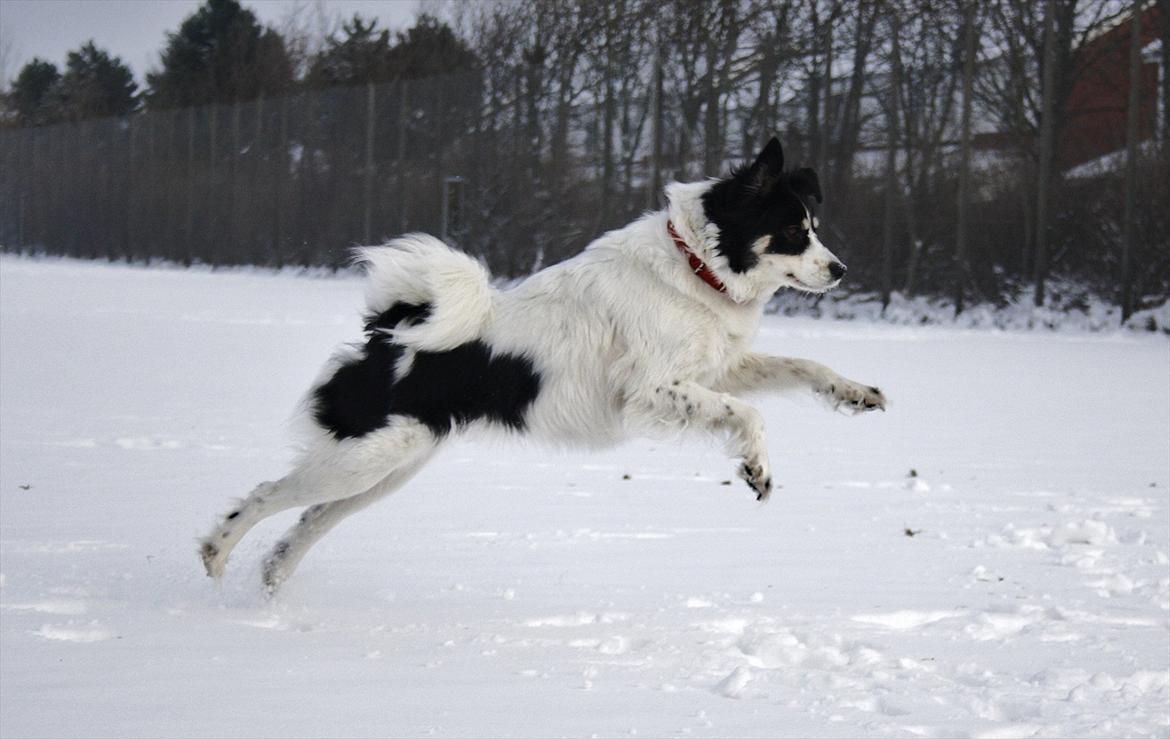 Blanding af racer Samojed/DSG Bella billede 2