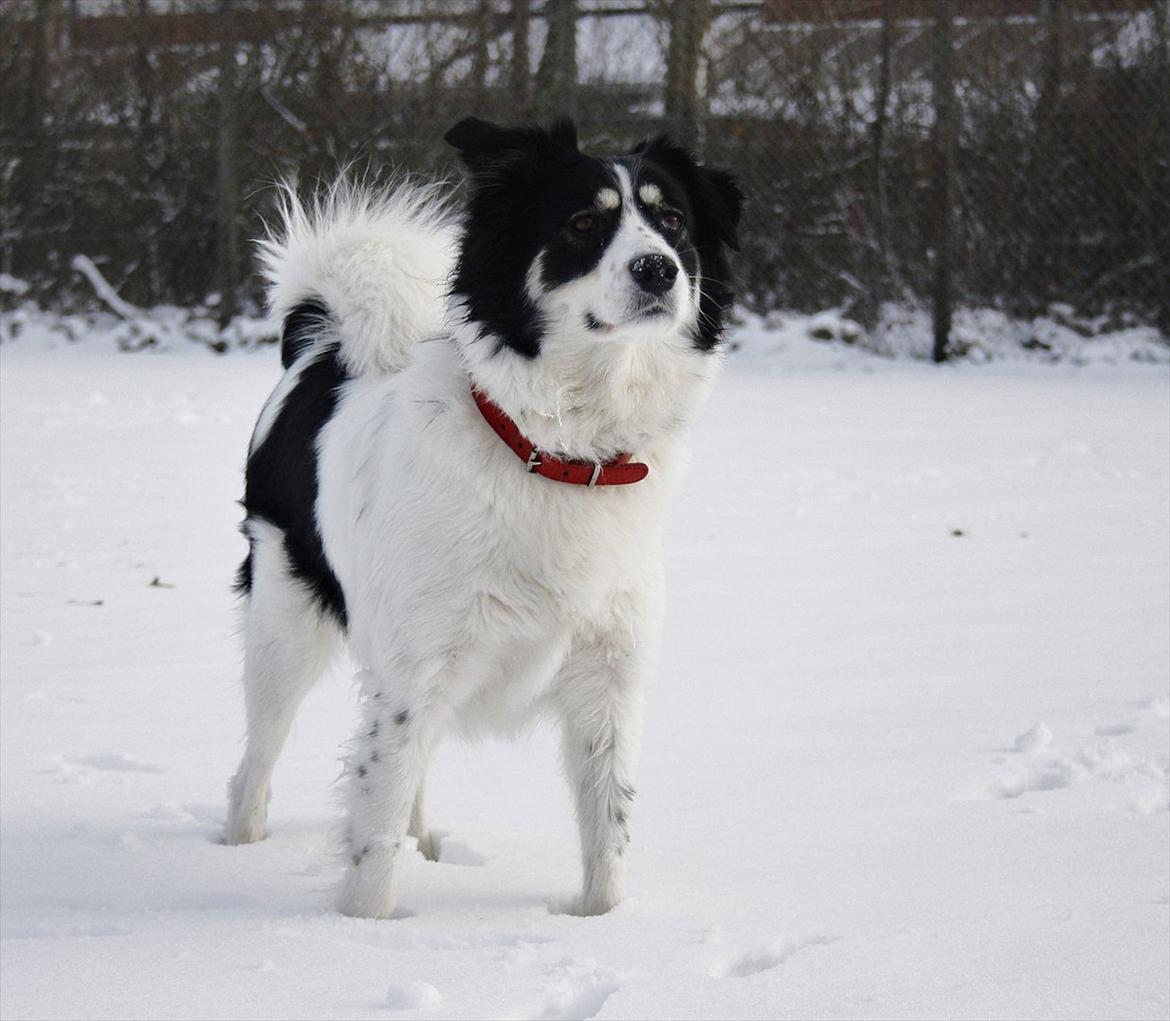 Blanding af racer Samojed/DSG Bella billede 15