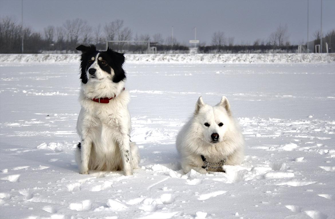 Blanding af racer Samojed/DSG Bella billede 8
