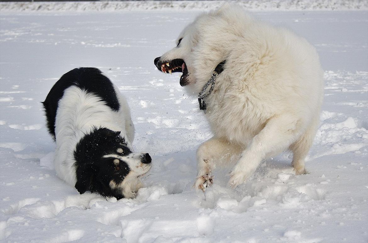 Blanding af racer Samojed/DSG Bella billede 16