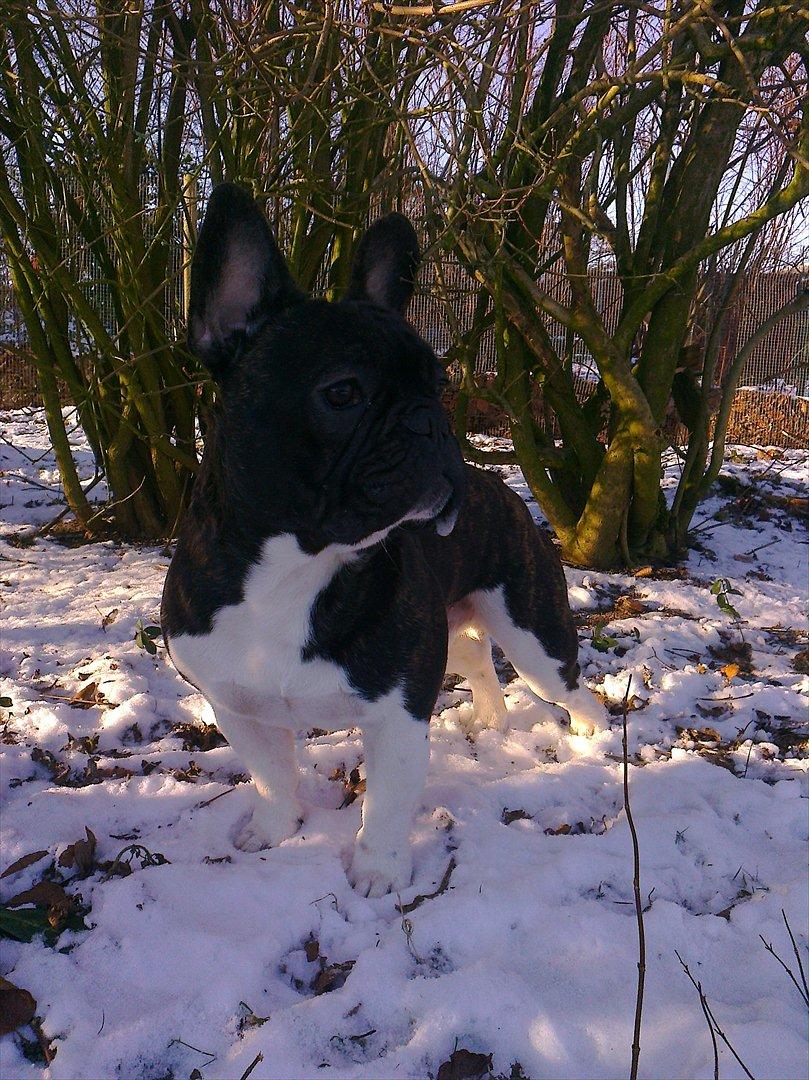 Fransk bulldog Armani "Dyson" billede 13