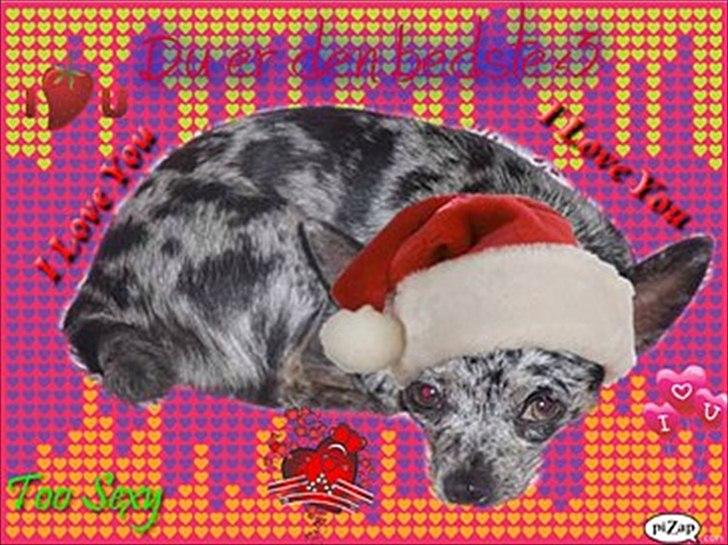 Blanding af racer Dina  (Himmelhund) - Min nisse-pige (; billede 6