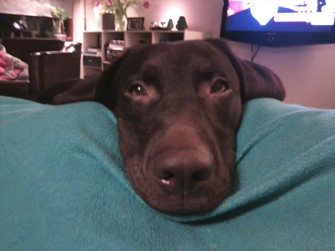 Blanding af racer Boss <333 - Jeg spiser en appelsin og han stå bare og kigger på mig med hans hundeøjne <33 man kan bare ikke modstå dem <3 billede 12