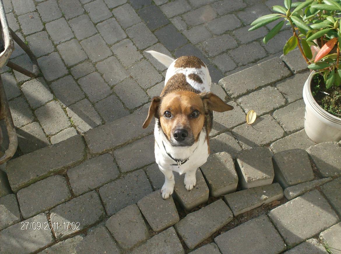 Dansk svensk gaardhund kurt thorsen  - velkommen  til  thorsens profil  billede 1