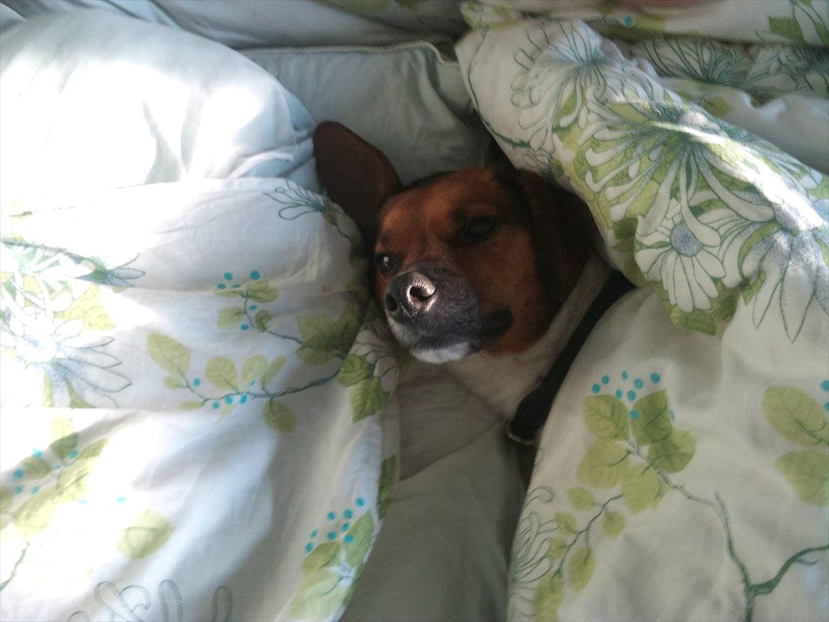 Dansk svensk gaardhund kurt thorsen  billede 2